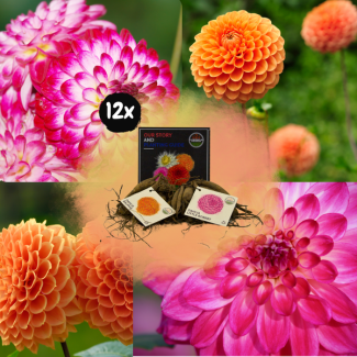 Dahlia Mix Pompon Splash, totaal 12st, (6x Little Robert & 6x Ralphie ), Kleurenmix van Creme/Magenta enlevendig oranje tinten, Bloembollen