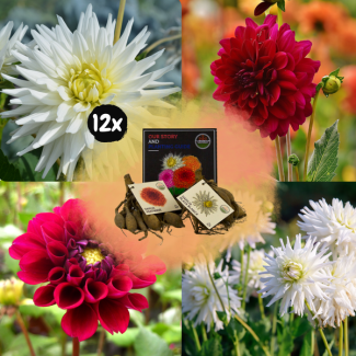 Dahlia Mix Pompon Splash, totaal 24st, (12x Little Robert & 12x Ralphie ), Kleurenmix van Creme/Magenta enlevendig oranje tinten,  Bloembollen