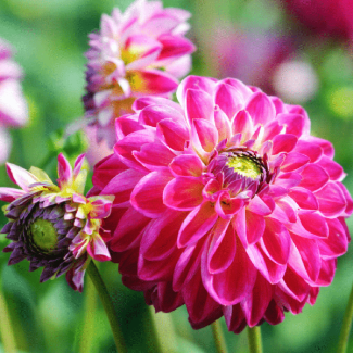 Dahlia Mix Outdoor Happiness 12st, (6x Little Robert & 6xHeatwave ) ,  Kleurenmix van dieprode tinten, Outdoor Happiness,  Bloembollen