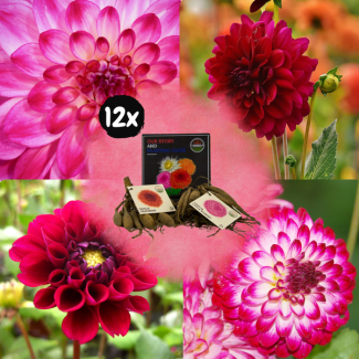 Dahlia Mix Outdoor Happiness  24st, (12x Little Robert & 12xHeatwave ') ,  Kleurenmix van dieprode tinten, Outdoor Happiness,  Bloembollen