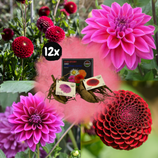 Dahlia Mix Gerard s Darlings 24st, (12x'Blue Bell' & 12x'Natal') ,  Kleurenmix van paarsblauw-dieprood-wijnrode tinten, Bloembollen