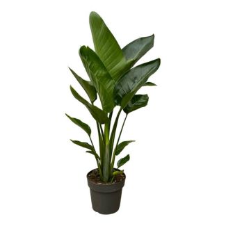 Witte Paradijsvogelplant, Tropische Groene Plant, Strelitzia Nicolai,  Ø19cm - ↕90cm