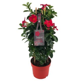 Trompetbloemige Klimplant, Kleur Rood, Terrasplant, Balkonplant, Eenjarige Plant,Mandevilla Sundaville Early Scarlet In Toren (Dipladenia) - Ø17cm - ↕55cm