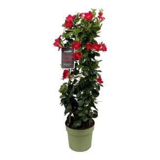 Trompetbloemige Klimplant, Kleur Rood, Terrasplant, Balkonplant, Eenjarige Plant,Mandevilla Sundaville White In Toren (Dipladenia) - Ø24cm - ↕95cm