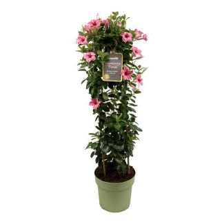 Mandevilla Sundaville Flamingo, Trompetbloemige Klimplant, Kleur Roze, Terrasplant, Balkonplant, Eenjarige plant, Mandevilla Sundaville Flamingo Pink In Toren (Dipladenia) - Ø24cm - ↕95cm