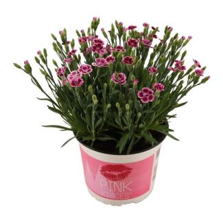 2 stuks Dianthus Pink Kisses , de Liefdes Anjer - Ø17cm - ↕40cm - voor binnen en buiten