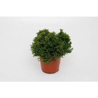 Koraalcactus