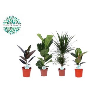 Kamerplanten Groen Mix Lopez ,  4 stuks