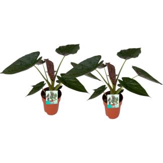2 stuks, Olifantenoor, Alocasia Wentii, Tropische uitstraling, Bijzonder blad, Ø19cm - ↕85cm