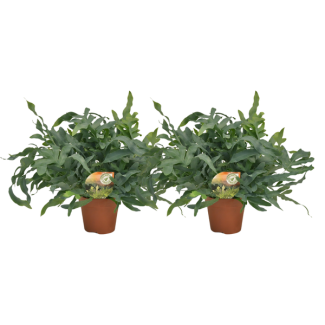 2x Blauwvaren Phlebodium Blue Star hoogte ca Ø60cm Ø17cm
