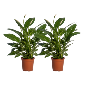 2 Stuks - De Lepelplant of De VredesLelie, Bekend om zijn Witte Bloemen,Spathiphyllum Vivaldi - Ø17cm - ↕70cm