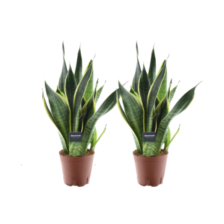 2 stuks Vrouwentong, Sansevieria Futura Superba -  Ø14cm - ↕45cm