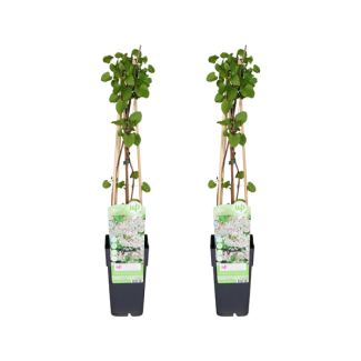 Klimplant Bruidssluier of Russische Wingerd -  2 stuks - Ø15cm - ↕65cm (Fallopia baldschuanica)