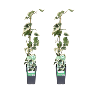 Bonte Kaukasische klimop - 2 stuks (Hedera colchica Dentata Variegata) - Ø15cm - ↕65cm