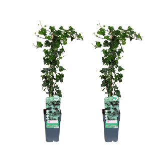 2 Stuks Klimop