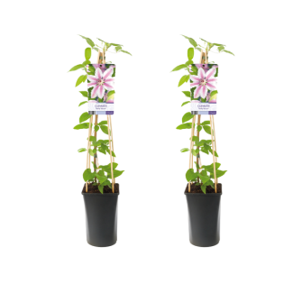 Bosrank 'Nelly Moser',  2 stuks, , klimplant , Kleur Lichtrose-Rose - Clematis Nelly Moser -  Ø17cm - ↕75cm