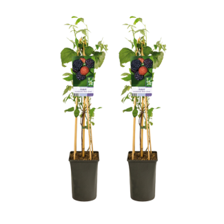 De Zwarte Braam, Tuinplant, Klimplant, Fruitstruik, Rubus Occidentalis Black Jewel - 2 stuks - Ø17cm - ↕75cm