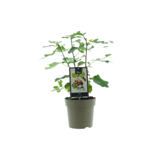 Vijgenboom, Mediterrain, Exotische, Fruitboom, Kleur vrucht Groenachtig met Lichtgele tint.,Ficus Precose De Dalmatie - Ø15cm - ↕40cm