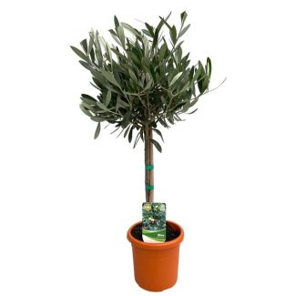 De Olijfplant op stam , Creme/Witte Bloemetjes, Olijfvruichten, Mediterrane Planten, Balkonplanten, Terrasplanten,Olea Europaea op Stam- 2 stuks - Ø15cm - ↕60cm