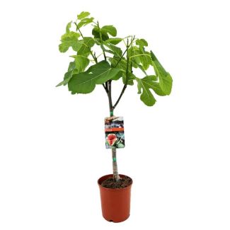 Vijgenboom, Mediterrain, Exotische, Fruitboom, Kleur vrucht Donkerpaars tot Zwart, Ficus Carica - Ø17cm - ↕80cm