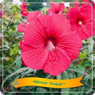 Tuinplant, Chinese roos (Hibiscus  Fireball) ,Kleur Zacht-Rood, Balkonplant, Terrasplant, Struik, Kamerplant, Ø25cm - ↕35cm