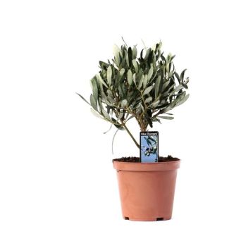 De Olijf op Stam, Creme/Witte Bloemetjes, Olijfvruichten, Mediterrane Planten,  Olea Olijf Op Stam - Ø13cm - ↕21cm