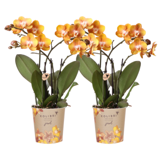 COMBI DEAL van 2 Vlinder Orchideeën, Kleur Oranje,, Bloeiende Kamerplant,  Phalaenopsis Orchideeën,Phalaenopsis Orchideeën, Las Vegas ,  Potmaat Ø12cm