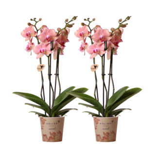 COMBI DEAL van 2 Vlinder Orchideeën, Kleur Oranje/ Roze,, Bloeiende Kamerplant,  Phalaenopsis Orchideeën,Phalaenopsis orchideeën, Pirate Picotee ,  Potmaat Ø12cm