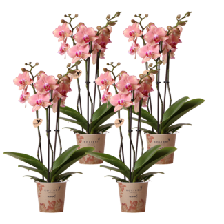 COMBI DEAL van 4 Vlinder Orchideeën, Kleur Oranje/Roze,, Bloeiende Kamerplant,  Phalaenopsis Orchideeën, Pirate Picotee ,  Potmaat Ø12cm