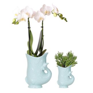 Bloeiende Kamerplanten, Planten set Fish Turquoise,  Witte Phalaenopsis Orchidee Amabilis Ø9cm  , Succulent Crassula Hobbit Ø6cm,  incl. turquoise keramieken sierpotten