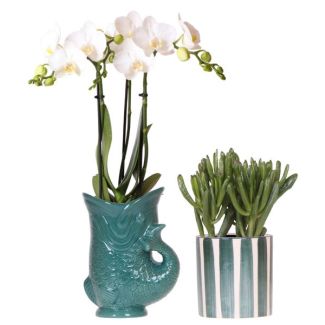 Bloeiende Kamerplant,Set van Witte Phalaenopsis Orchidee Amabilis in Fish pot groen, succulent in Painted Stripe pot Groen, potmaat Ø9cm