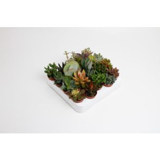 20 Stuks Vetplanten mix