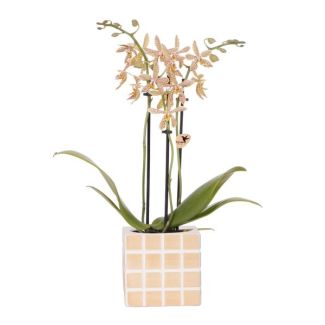 Betoverende Oranje: Phalaenopsis Orchidee met Mosa Sierpot | potmaat Ø9cm | Vers geleverd
