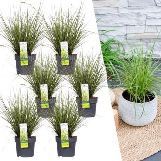 Siergras, 6 stuks, Borderplanten, Kleur Groen/Geel/Creme, Carex brunnea Variegata - Ø 14 cm - ↨ 25 cm