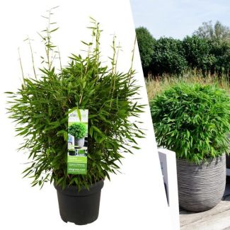Parasolbamboe, Niet-Woekerende Bamboe , groenblijvende Bamboe, Fargesia moontears  Boobux XL - Ø 29 cm - ↨ 70 cm