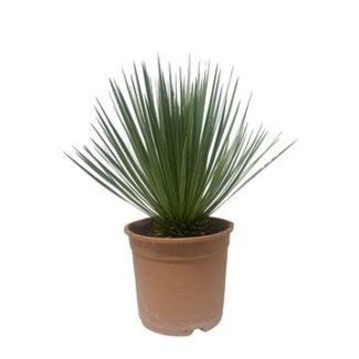 Yucca buitenplant - Onderhoudsarme tuinplant