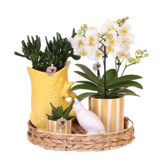 Vlinderorchidee Lausanne + succulenten in Sierpot op Dienblad