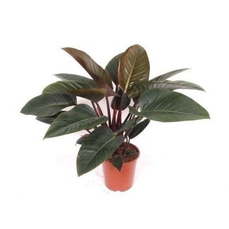 Philodendron