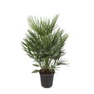 Chamaerops Humilis – Elegante Dwergpalm voor Binnen & Buiten ca 100 cm hoog