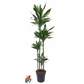 De Drakenbloedboom, Dracaena Janet Lind XXL,  Ø27cm - ↕180cm