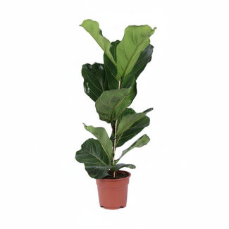De Vioolbladplant,Ficus lyrata Struik,  Ø17cm - ↕80cm, Groene Kamerplant