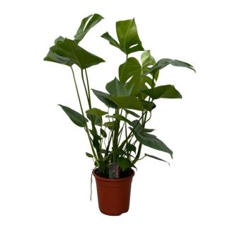 Monstera (Swiss cheese plant) - 70cm hoge gatenplant voor binnen