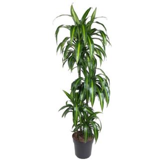 De Drakenbloedboom, Dracaena Hawaiian Sunshine, Groene Kamerplant, Ø27cm - ↕150cm