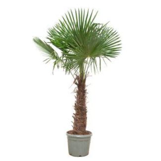 Chinese Waaierpalm, Winterharde Palm, Sterke Tropisch,Exotische uitstraling,  - Ø55cm - ↕240cm