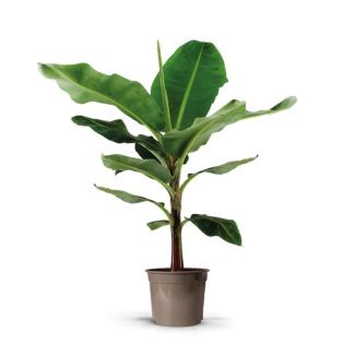 Bananenplant
