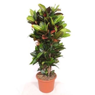 Codiaeum Petra - 180cm hoogte - Bonte croton voor binnen