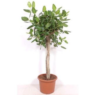 Ficus Benghalensis - grote en luxe kamerplant van 2 meter