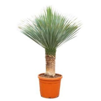 Stoere Yucca Rostrata 140–160cm – Eyecatcher voor Woonkamer, Hal & Kantoor