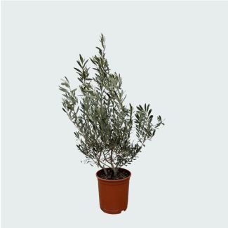 Olea Europaea - Olijf Struik ca. 100 cm hoog - Groene Struik voor Tuin en Terras
