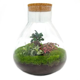 Bouw je eigen Zelfvoorzienende Biotoop / mini-ecosysteem - Botanical Sam XL -  ↕ 35 cm